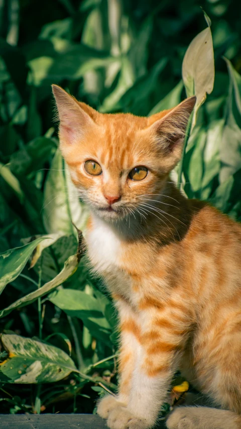 a cat sits on the ground in front of some green plants