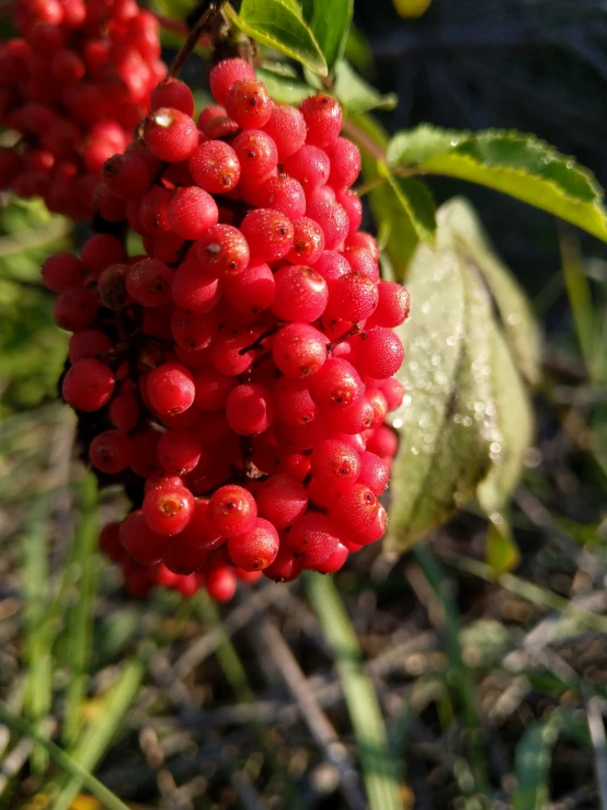 a bunch of small red berries hanging from a green bush