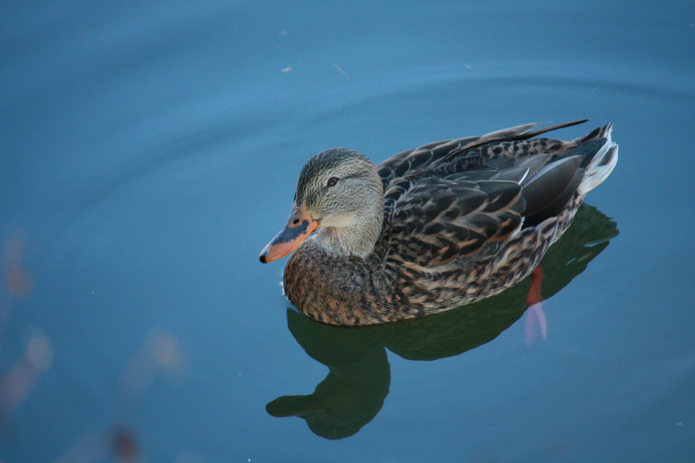 a duck swims on the surface of water