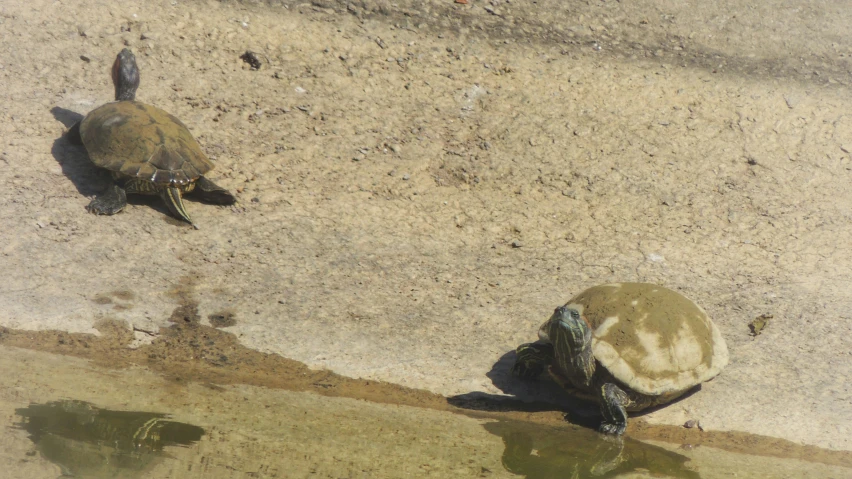 two turtles walking on the sand in the water