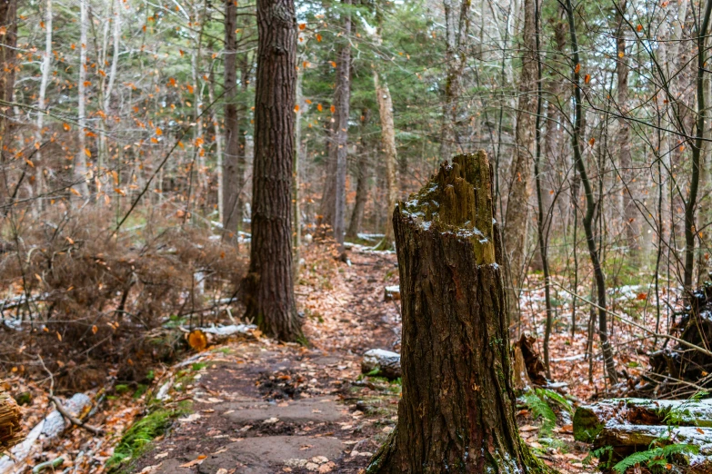 a path running through the woods with trees and leaves on the ground