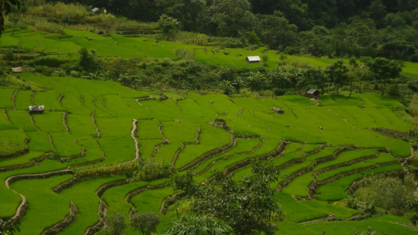 a view of a hillside with grass growing in it