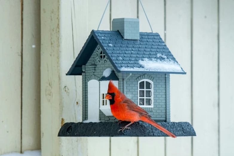 a cardinal is sitting in a bird feeder, in front of a white house