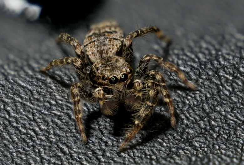 close up of an animal on the ground