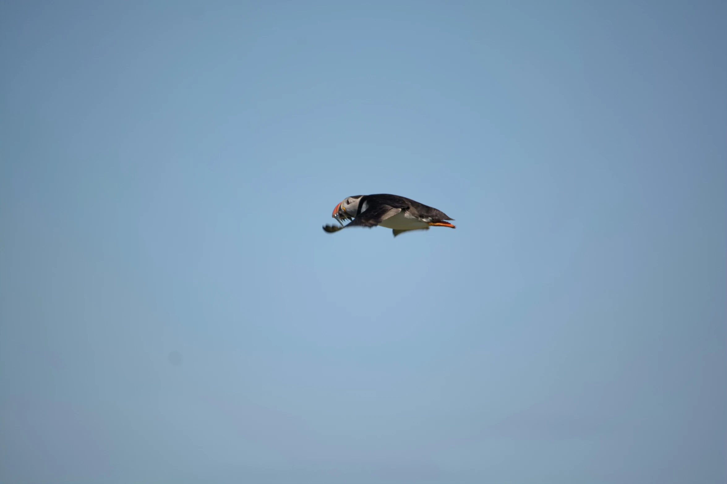 a large bird flying in the sky over some water