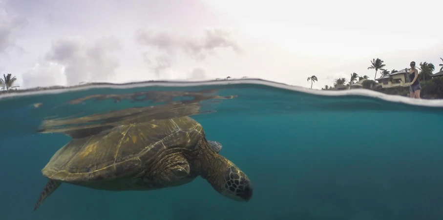 a turtle swimming in the ocean with other animals