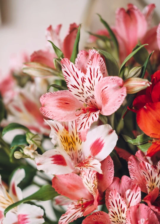 some very pretty flowers with red and pink petals