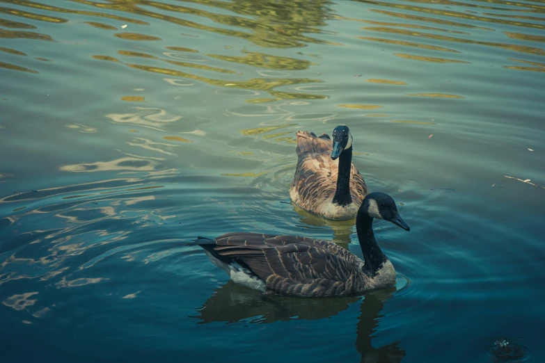 two geese swim in the blue water together