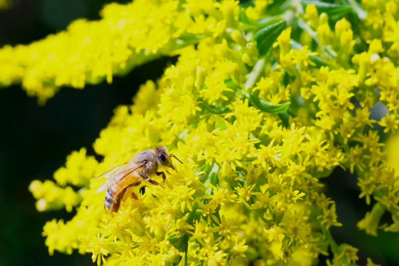 a fly perched on top of a bunch of yellow flowers