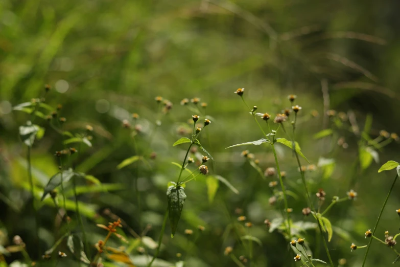 a field filled with lots of green flowers and grass