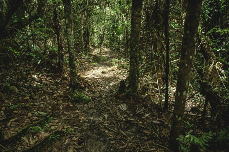 a path in a green forest has thick trees