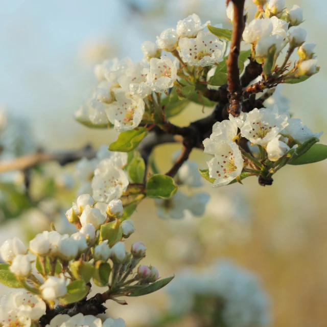 white flowers are on a nch with leaves