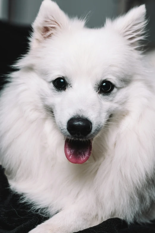 the white dog is sitting on a black blanket