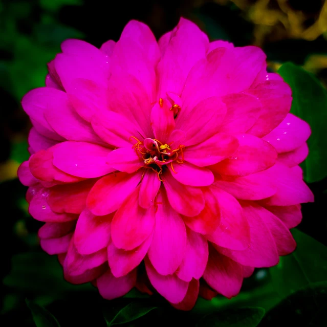 a large pink flower that is in the dark