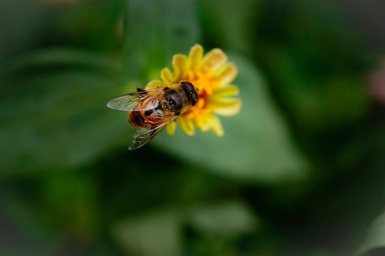 a bee flying away on top of a yellow flower