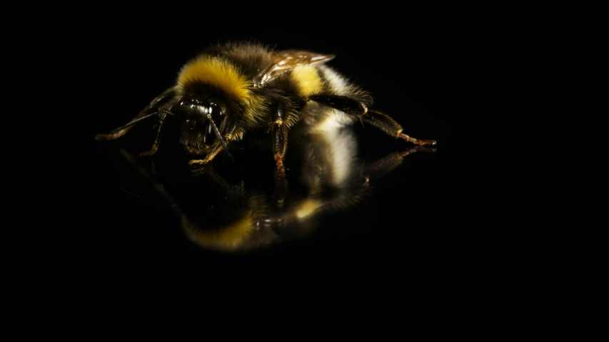 a large bee is sitting on top of a black surface