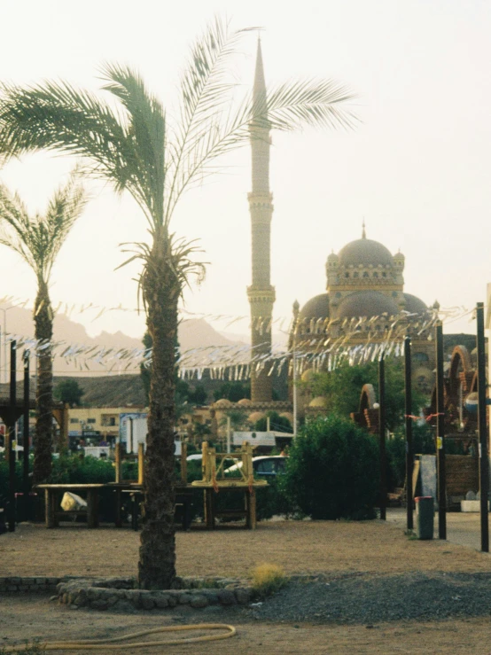 a palm tree in front of an old building