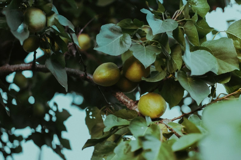 a bush full of apples hanging from the nches