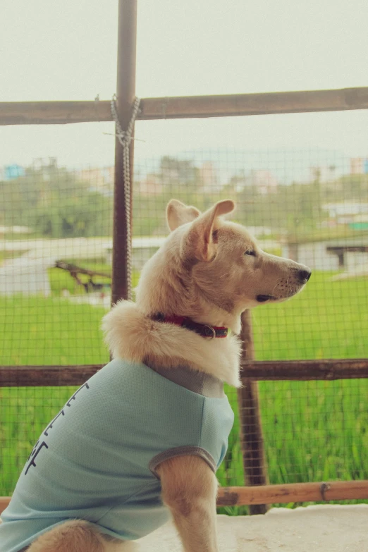 a dog wearing a shirt and a collar looking out over a field