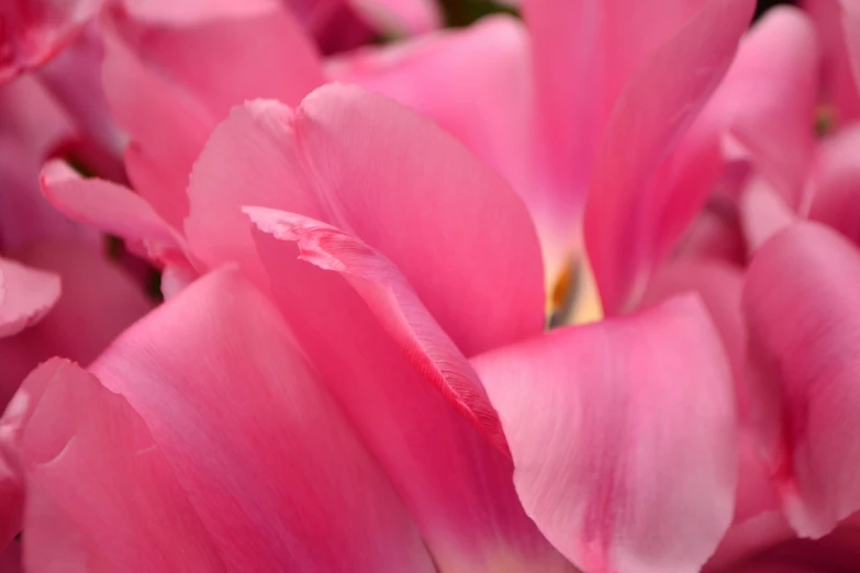 close up of pink flowers on display in a vase