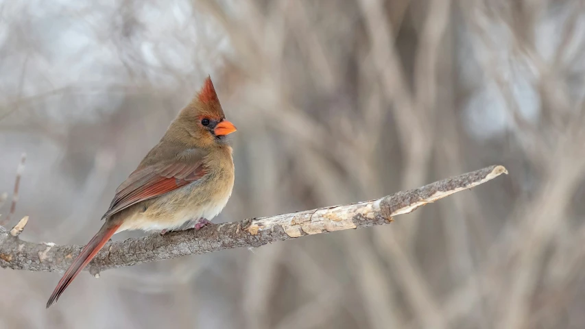 a red cardinal sitting on a tree nch