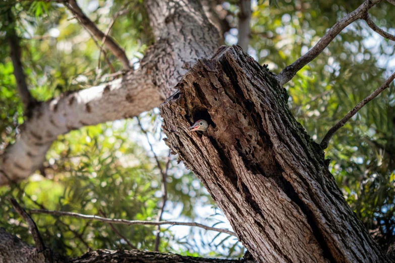 a small bird is peeking its head through the hole in a tree