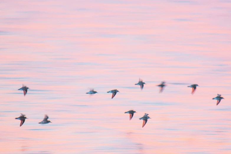 a bunch of birds that are flying together