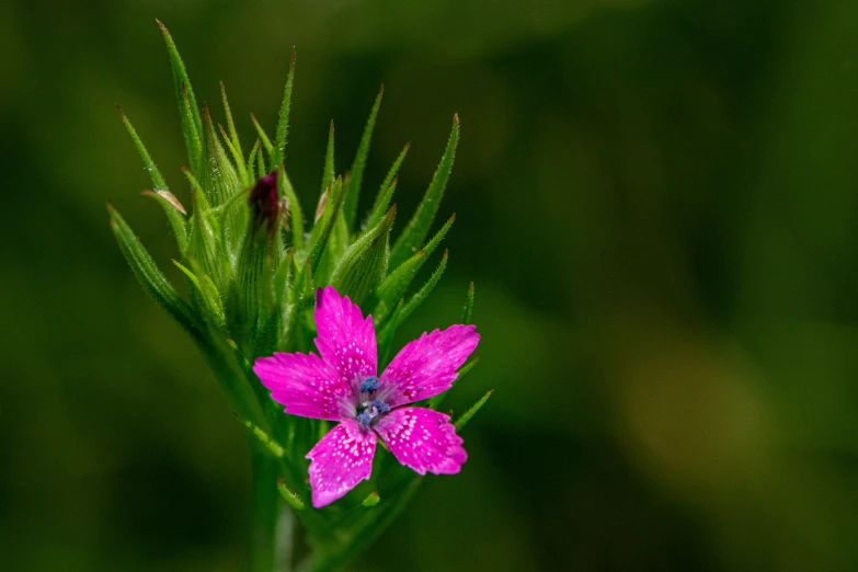 a purple flower with dew drops on it