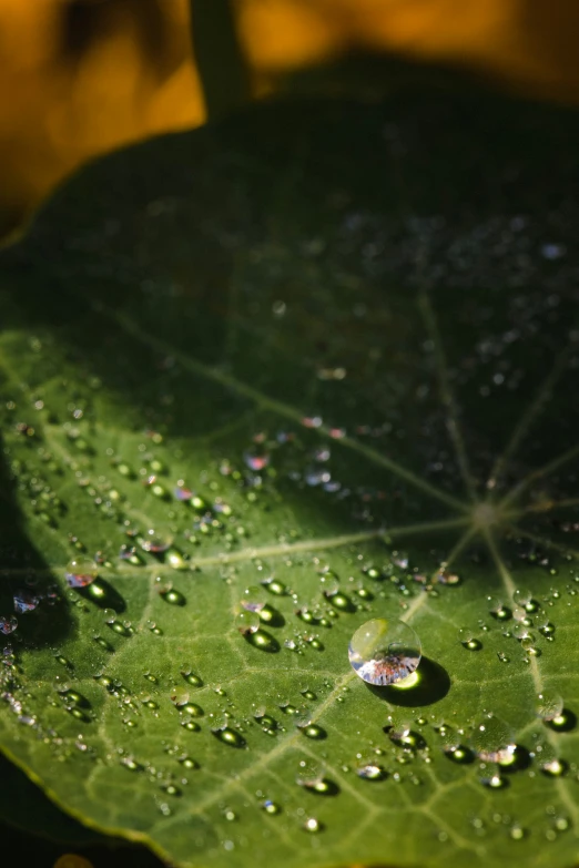 there is water droplets on the green leaf