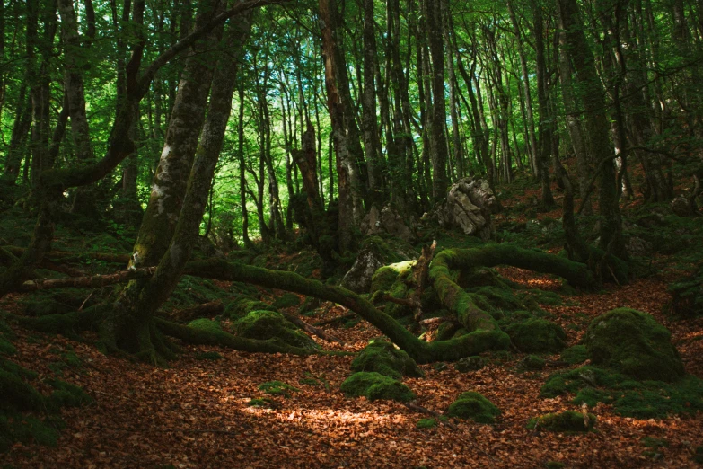 the ground in the forest has fallen leaves and moss