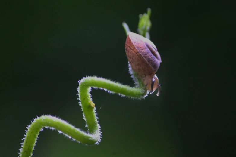 a close up image of a flower bud