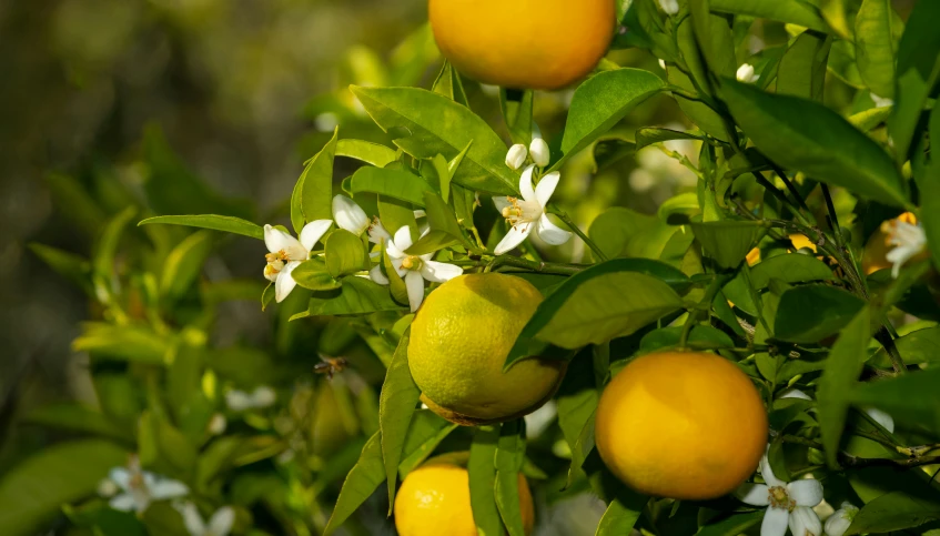 oranges growing in an orchard are ripening