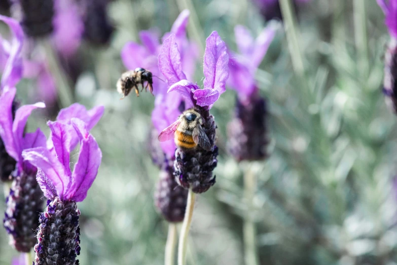 bee poll workers collecting honey in lavender flowers