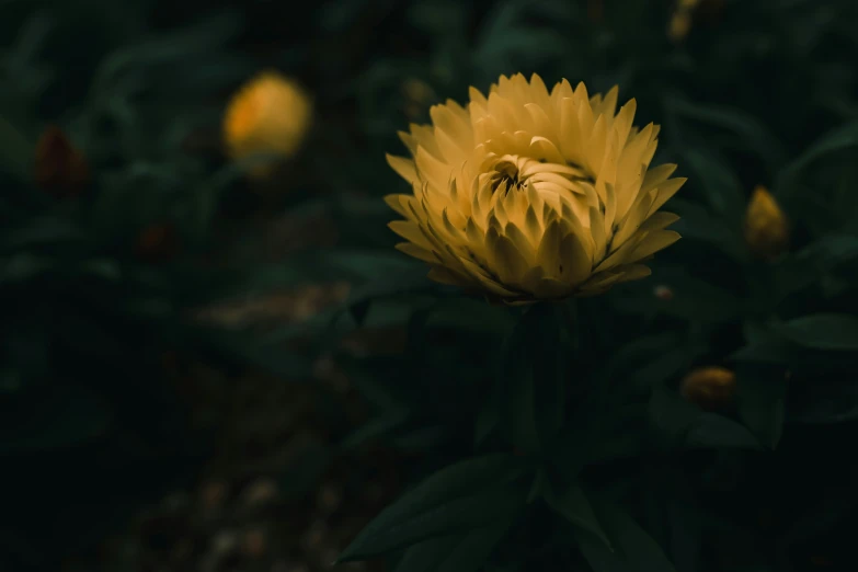 yellow flower that is growing in the dirt