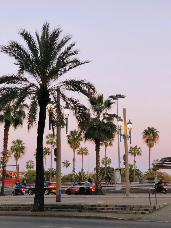 palm trees in front of the beach with some cars in the background