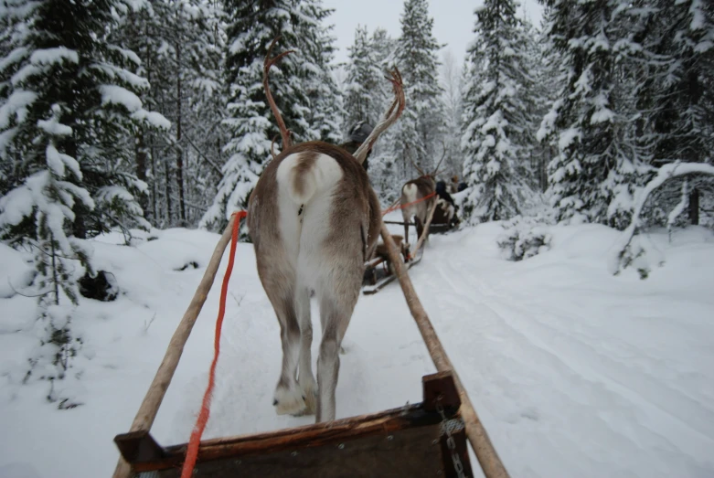 the reindeer are pulling their sled on the path