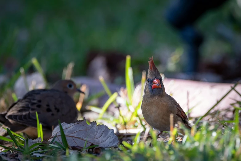 two birds that are standing near each other