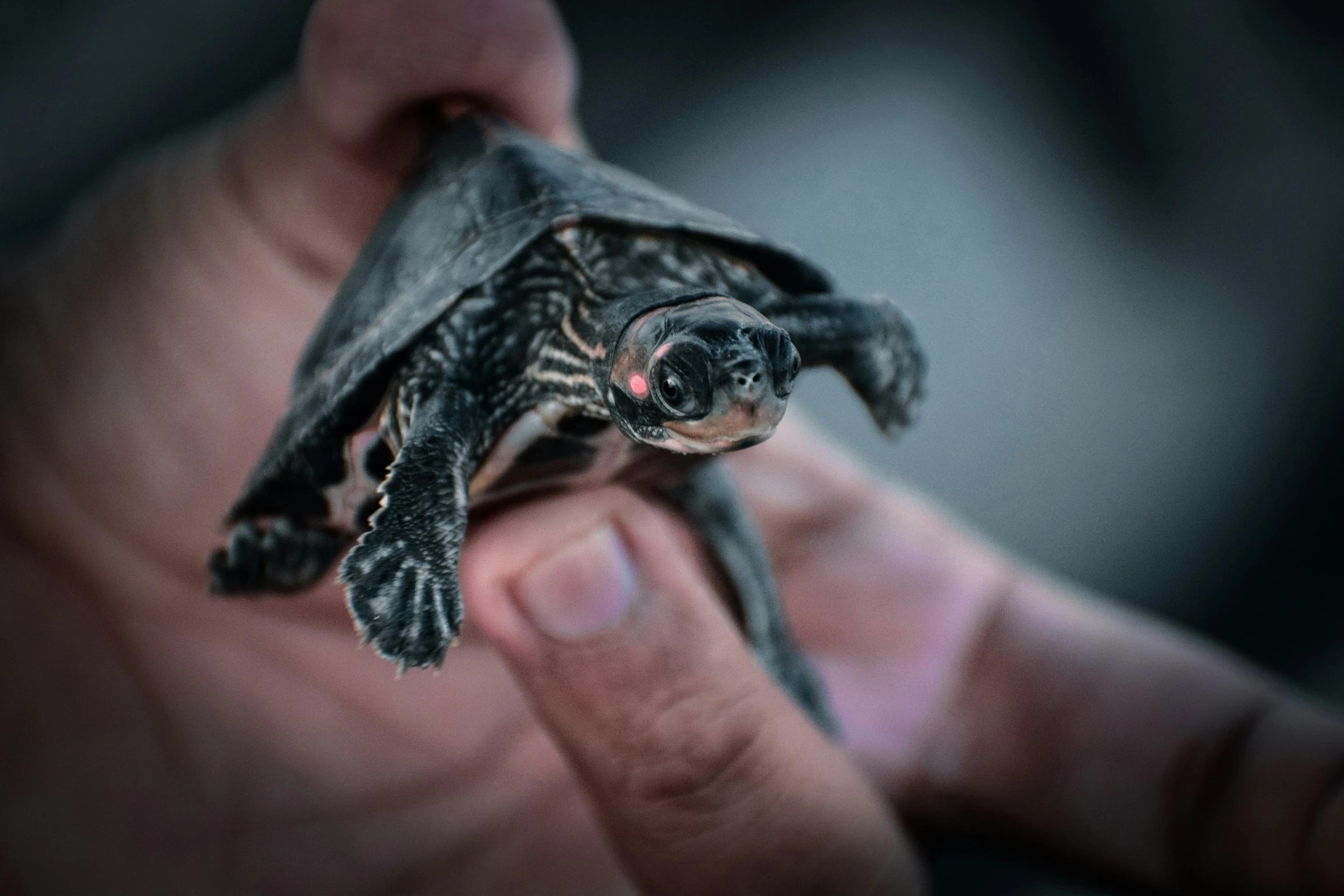 someone holding a small baby turtle in their hands