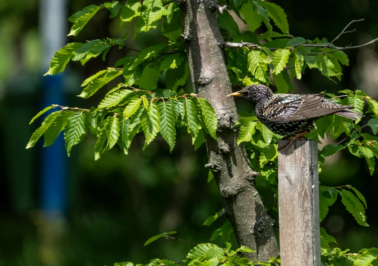 a bird is sitting in a tree next to leaves