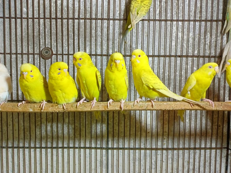 a group of birds are sitting inside of a cage