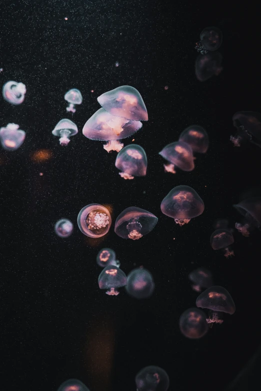 jelly fish swimming together in the water