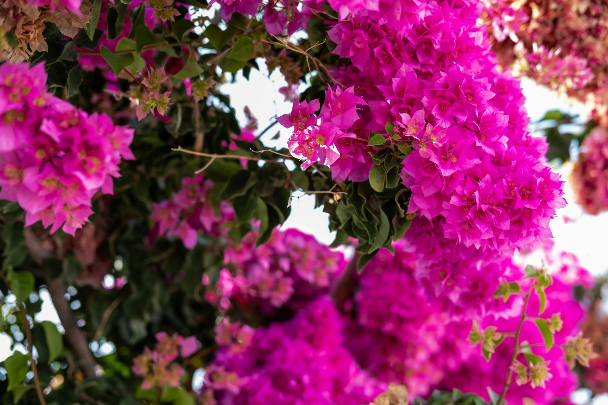 purple flowers in the sunlight with leaves on them