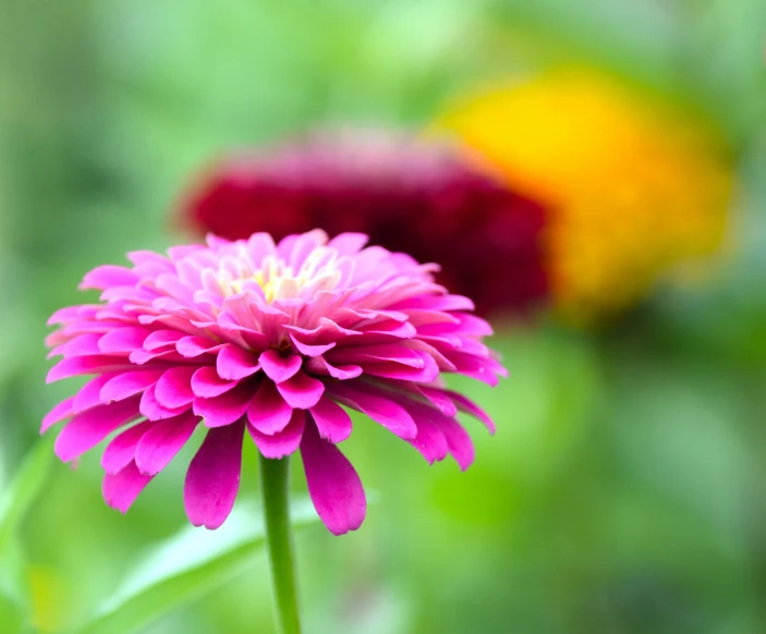 a beautiful flower stands out in a field