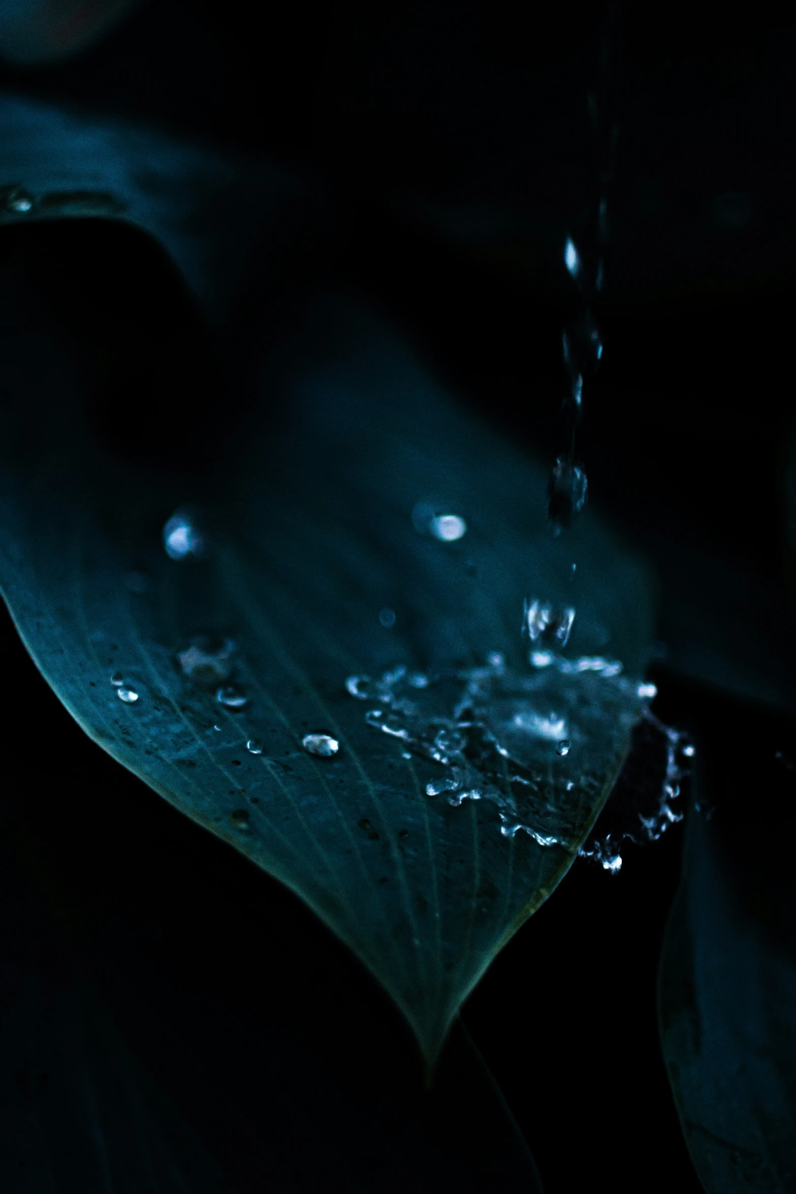 a drop of water hangs from the underside of a green leaf