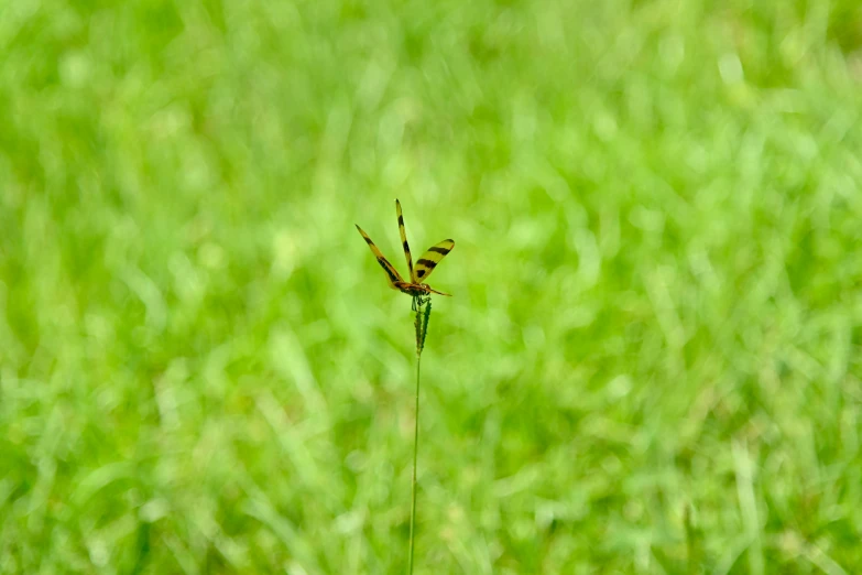 a bug is in the middle of the grass