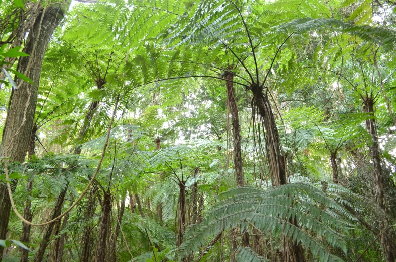 several ferns are growing in the woods near one another