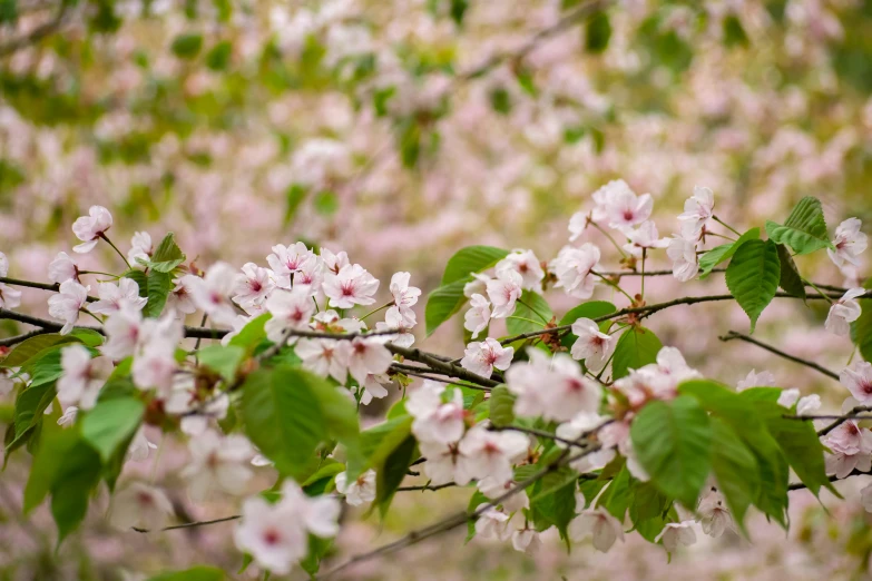 flowers on a tree and a grassy field