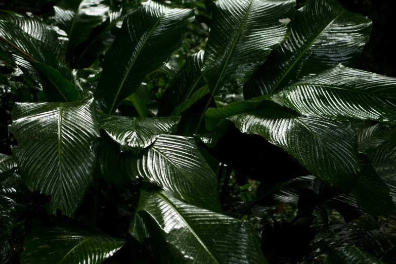 a picture of some green leaves in the grass