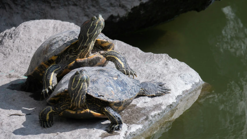 two turtles on the rocks by the water