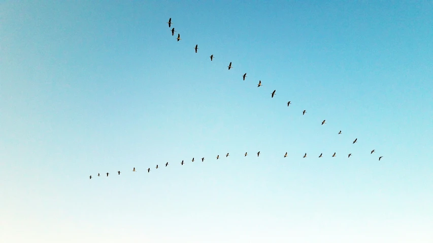 an image of the birds flying together in the sky